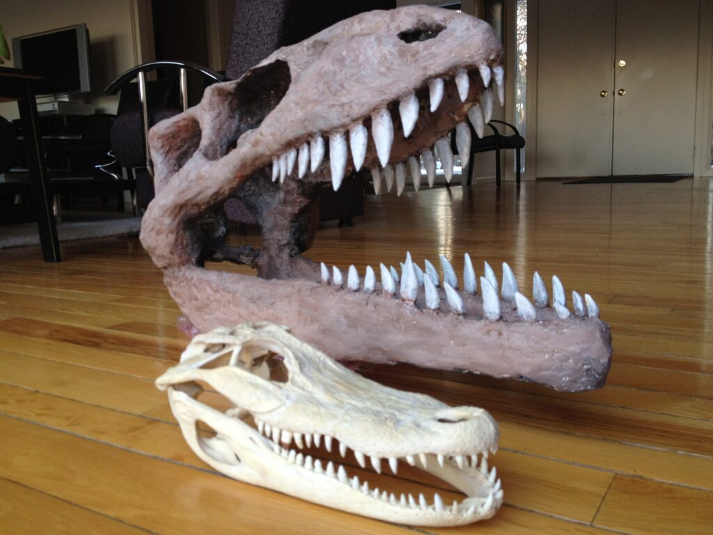 Finished dino skull compared to a real juvenile alligator skull
